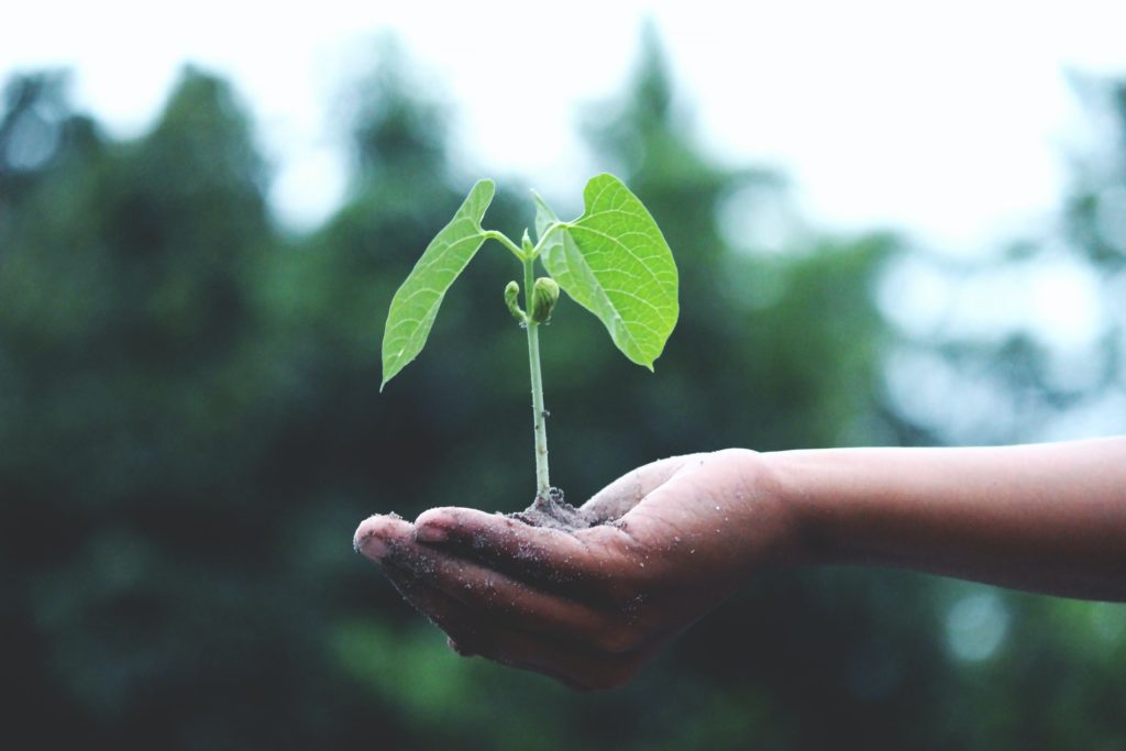 A hand holding a small plant mindful gardening
