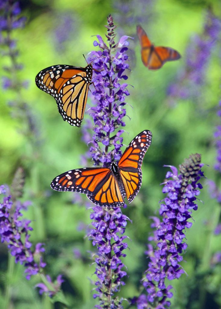 Monarch butterfly's on purple flowers symbolizing unseen beauty and mindfulness and beauty