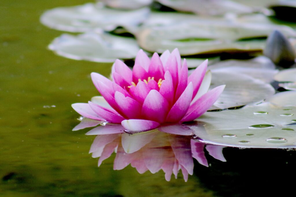 Lotus flower