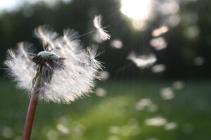 Dandelion blowing in the wind overcoming obstacles and challenges to unlock creativity