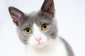 Cute Kitten